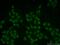 Kruppel Like Factor 10 antibody, 11881-1-AP, Proteintech Group, Immunofluorescence image 