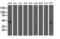 NGG1 Interacting Factor 3 Like 1 antibody, LS-C173376, Lifespan Biosciences, Western Blot image 