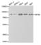 Eukaryotic Translation Initiation Factor 4B antibody, abx004140, Abbexa, Western Blot image 