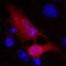 V5 epitope tag antibody, MA5-15253-D680, Invitrogen Antibodies, Immunofluorescence image 