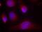 Eukaryotic Translation Initiation Factor 2 Alpha Kinase 2 antibody, GTX50591, GeneTex, Immunocytochemistry image 