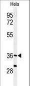 Sulfatase Modifying Factor 1 antibody, LS-C161611, Lifespan Biosciences, Western Blot image 