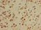 Cytochrome C Oxidase Subunit 5A antibody, CSB-PA00414A0Rb, Cusabio, Immunohistochemistry paraffin image 