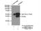 NFKB Inhibitor Alpha antibody, 51066-1-AP, Proteintech Group, Immunoprecipitation image 