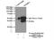 NFKBIA antibody, 51066-1-AP, Proteintech Group, Immunoprecipitation image 