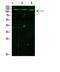 Janus Kinase 2 antibody, PA5-67508, Invitrogen Antibodies, Western Blot image 