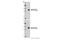 Angiomotin antibody, 43130S, Cell Signaling Technology, Western Blot image 