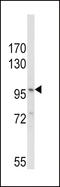 NLR Family Pyrin Domain Containing 3 antibody, LS-C162911, Lifespan Biosciences, Western Blot image 