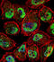 Kruppel Like Factor 5 antibody, LS-B13585, Lifespan Biosciences, Immunofluorescence image 