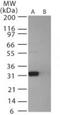 PRP antibody, TA336429, Origene, Western Blot image 