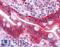 Galectin 3 antibody, LS-B4682, Lifespan Biosciences, Immunohistochemistry frozen image 