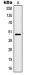 G protein-activated inward rectifier potassium channel 3 antibody, orb214156, Biorbyt, Western Blot image 