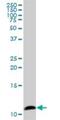 Cytochrome C Oxidase Subunit 6B1 antibody, H00001340-B01P, Novus Biologicals, Western Blot image 