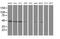 Serpin Family A Member 5 antibody, MA5-25890, Invitrogen Antibodies, Western Blot image 