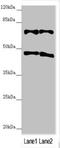 TRIM31 antibody, LS-C676645, Lifespan Biosciences, Western Blot image 