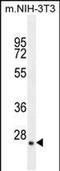 Growth Factor, Augmenter Of Liver Regeneration antibody, PA5-48256, Invitrogen Antibodies, Western Blot image 