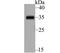 POU Class 2 Homeobox Associating Factor 1 antibody, NBP2-76913, Novus Biologicals, Western Blot image 