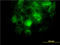 Integrin Subunit Alpha 2 antibody, LS-C197550, Lifespan Biosciences, Immunofluorescence image 