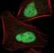 JunB Proto-Oncogene, AP-1 Transcription Factor Subunit antibody, PA5-17266, Invitrogen Antibodies, Immunofluorescence image 