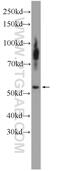 Nuclear Receptor Subfamily 0 Group B Member 1 antibody, 20849-1-AP, Proteintech Group, Western Blot image 