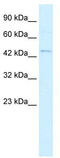 Tripartite Motif Containing 69 antibody, TA337935, Origene, Western Blot image 