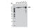 SOS Ras/Rac Guanine Nucleotide Exchange Factor 1 antibody, 12409S, Cell Signaling Technology, Western Blot image 