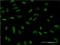 NK2 Homeobox 1 antibody, LS-C198345, Lifespan Biosciences, Immunofluorescence image 