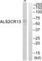 Family With Sequence Similarity 117 Member B antibody, abx014188, Abbexa, Western Blot image 
