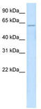 Zinc Finger Protein 426 antibody, TA333686, Origene, Western Blot image 