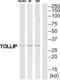 Toll Interacting Protein antibody, abx015208, Abbexa, Western Blot image 