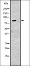 Cadherin 6 antibody, orb335111, Biorbyt, Western Blot image 