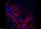 Melanoma Marker antibody, NBP2-34681AF700, Novus Biologicals, Immunofluorescence image 