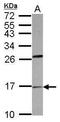 Phospholipase A2 Group IB antibody, GTX102749, GeneTex, Western Blot image 