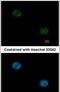 Forkhead Box A1 antibody, PA5-27157, Invitrogen Antibodies, Immunofluorescence image 