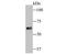 T-Complex 1 antibody, NBP2-80477, Novus Biologicals, Western Blot image 