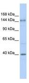ADCYA antibody, ab82854, Abcam, Western Blot image 