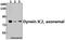 Dynein Axonemal Intermediate Chain 2 antibody, A09719, Boster Biological Technology, Western Blot image 