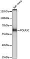 RNA Polymerase III Subunit C antibody, 16-230, ProSci, Western Blot image 