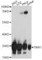 Thioredoxin Related Transmembrane Protein 1 antibody, A14936, ABclonal Technology, Western Blot image 