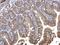 Catenin Alpha 1 antibody, GTX111095, GeneTex, Immunohistochemistry paraffin image 