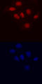 Lysine Demethylase 5B antibody, AF6477, R&D Systems, Immunocytochemistry image 