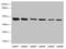 Sorting Nexin 32 antibody, LS-C676529, Lifespan Biosciences, Western Blot image 