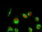 Histone H1.5 antibody, A06717T17, Boster Biological Technology, Immunofluorescence image 