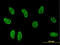 TSC22 domain family protein 3 antibody, LS-B4313, Lifespan Biosciences, Immunofluorescence image 