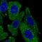 TPD52 Like 2 antibody, NBP2-13468, Novus Biologicals, Immunocytochemistry image 