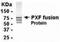 Peroxisomal Biogenesis Factor 19 antibody, NB120-17540, Novus Biologicals, Western Blot image 