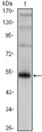 FOXP3 antibody, abx010805, Abbexa, Enzyme Linked Immunosorbent Assay image 