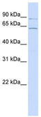 Atlastin GTPase 2 antibody, TA338603, Origene, Western Blot image 