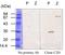 Transglutaminase-3 antibody, AM10225PU-N, Origene, Western Blot image 