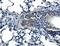 ADAM Metallopeptidase Domain 28 antibody, A06873-2, Boster Biological Technology, Immunohistochemistry frozen image 